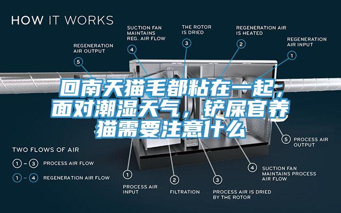 回南天猫毛都粘在一起，面对潮湿天气，铲屎官养猫需要注意什么